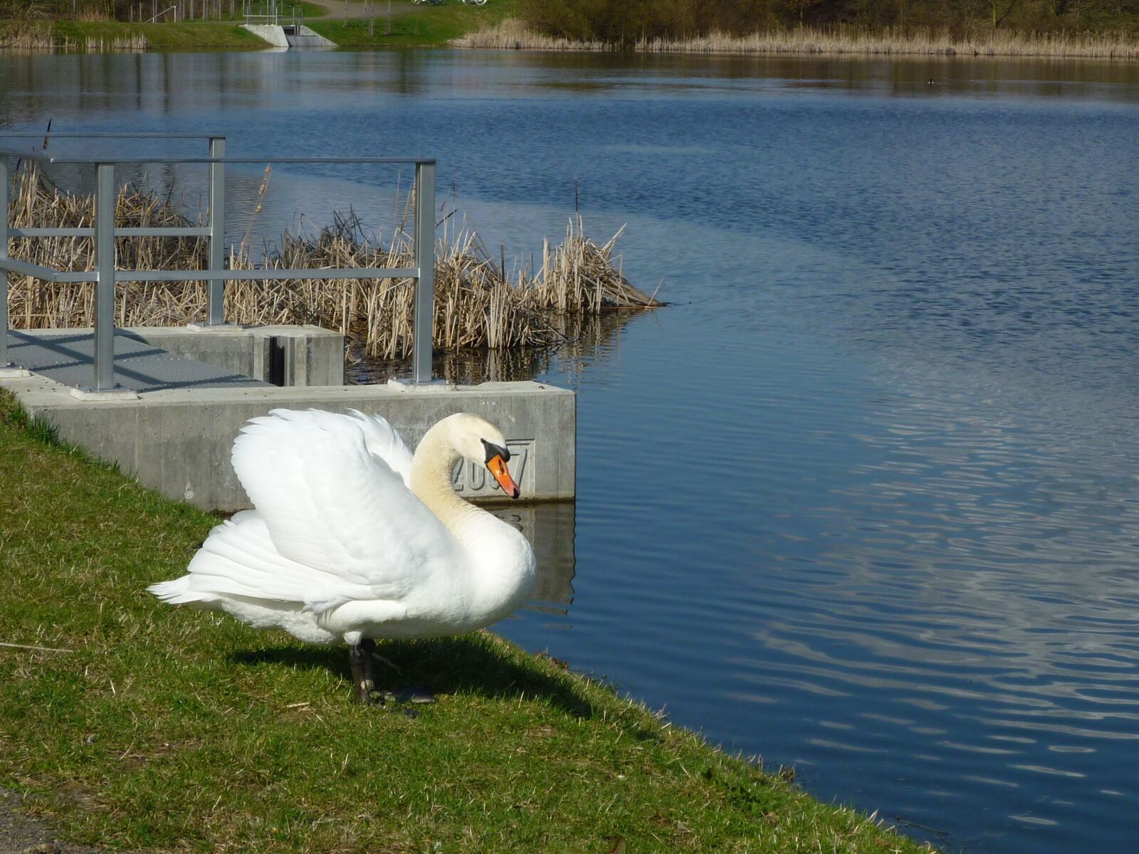 Panasonic DMC-FS15 sample photo. Swan, lake, spring photography
