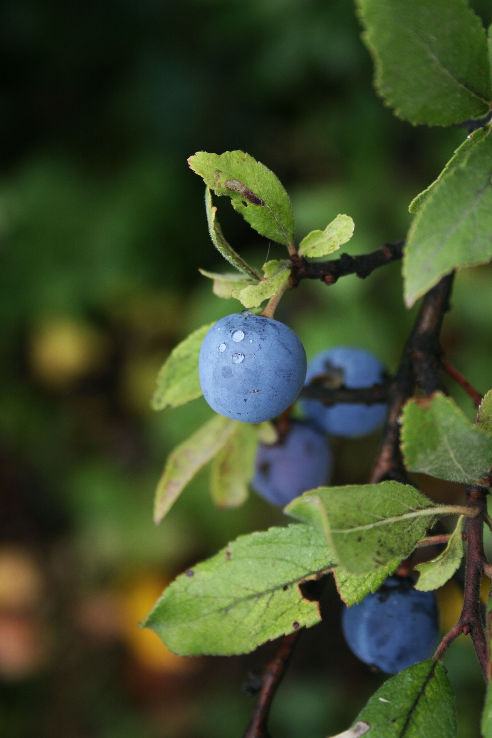 Canon EOS 400D (EOS Digital Rebel XTi / EOS Kiss Digital X) sample photo. Berry, berry crop, bush photography