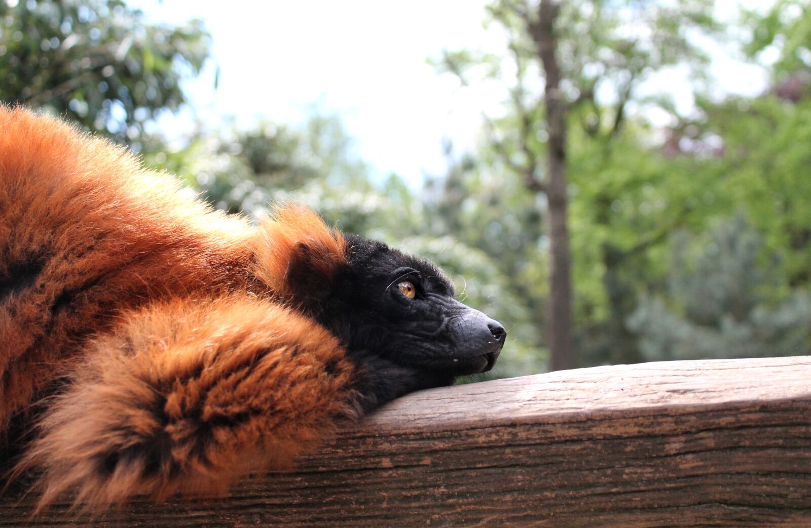 Canon EOS 1100D (EOS Rebel T3 / EOS Kiss X50) sample photo. Red ruffed lemur, rode photography