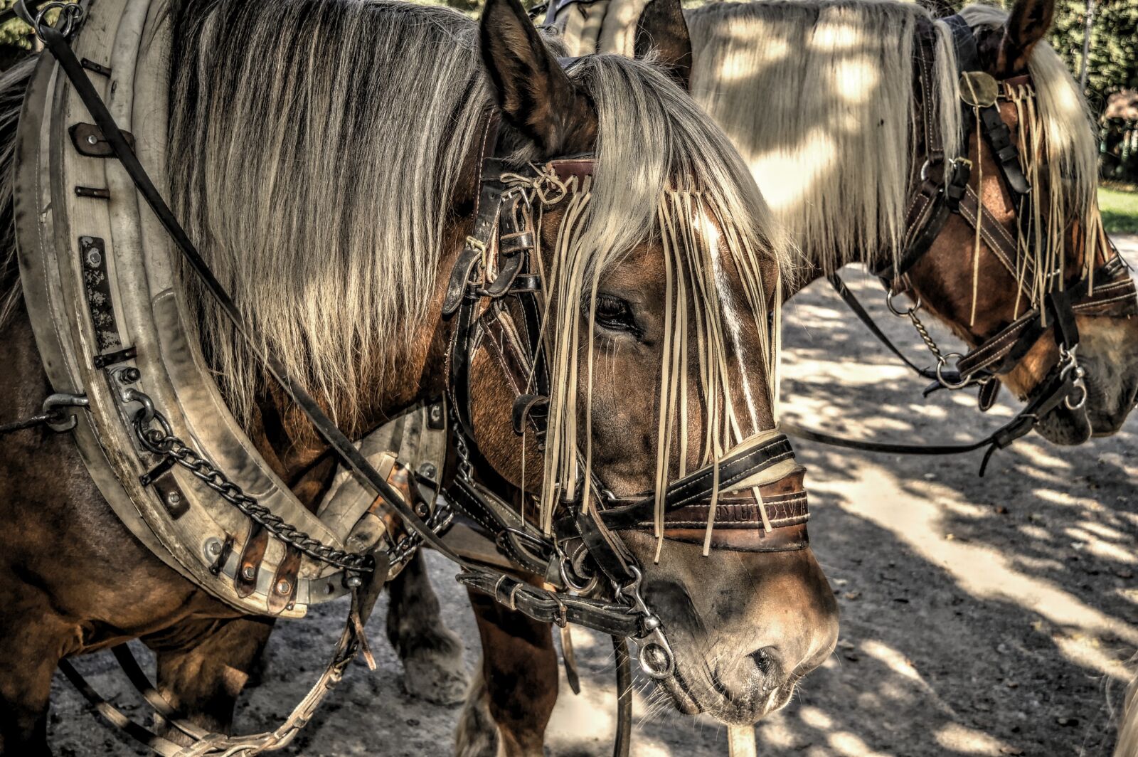 Nikon D3200 sample photo. Horses, horse's, draft horse photography