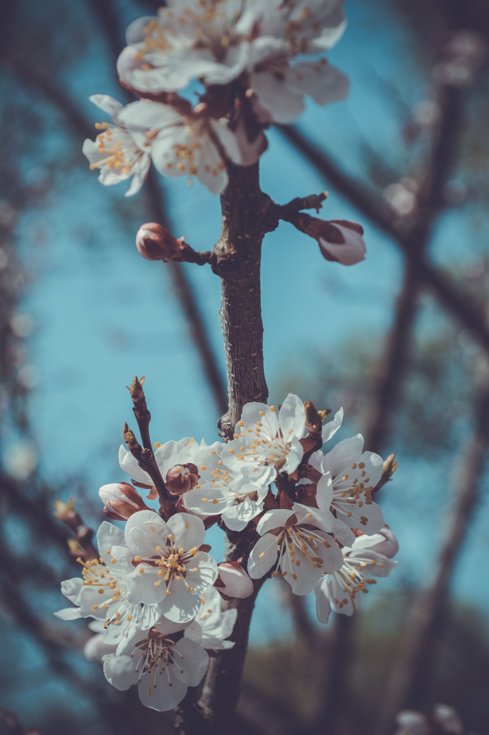 Nikon D3200 sample photo. Flower, cherry, branch photography