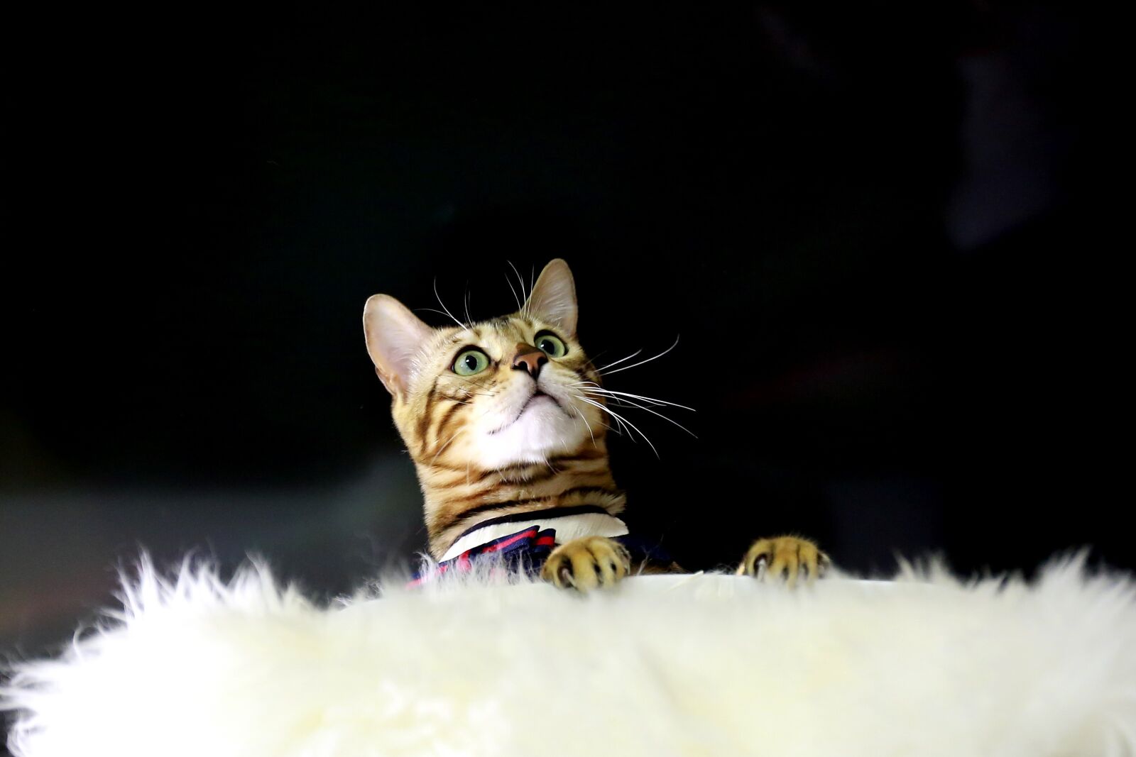 Canon EOS 5D Mark III sample photo. Cat, bengal cat, baby photography
