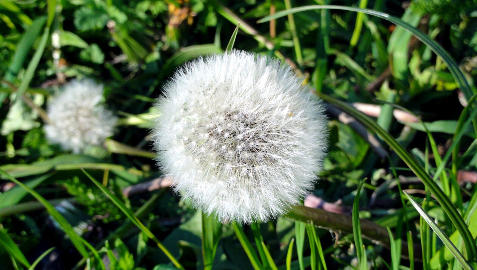 Sony DSC-HX5V sample photo. Spring, dandelion, the sun photography