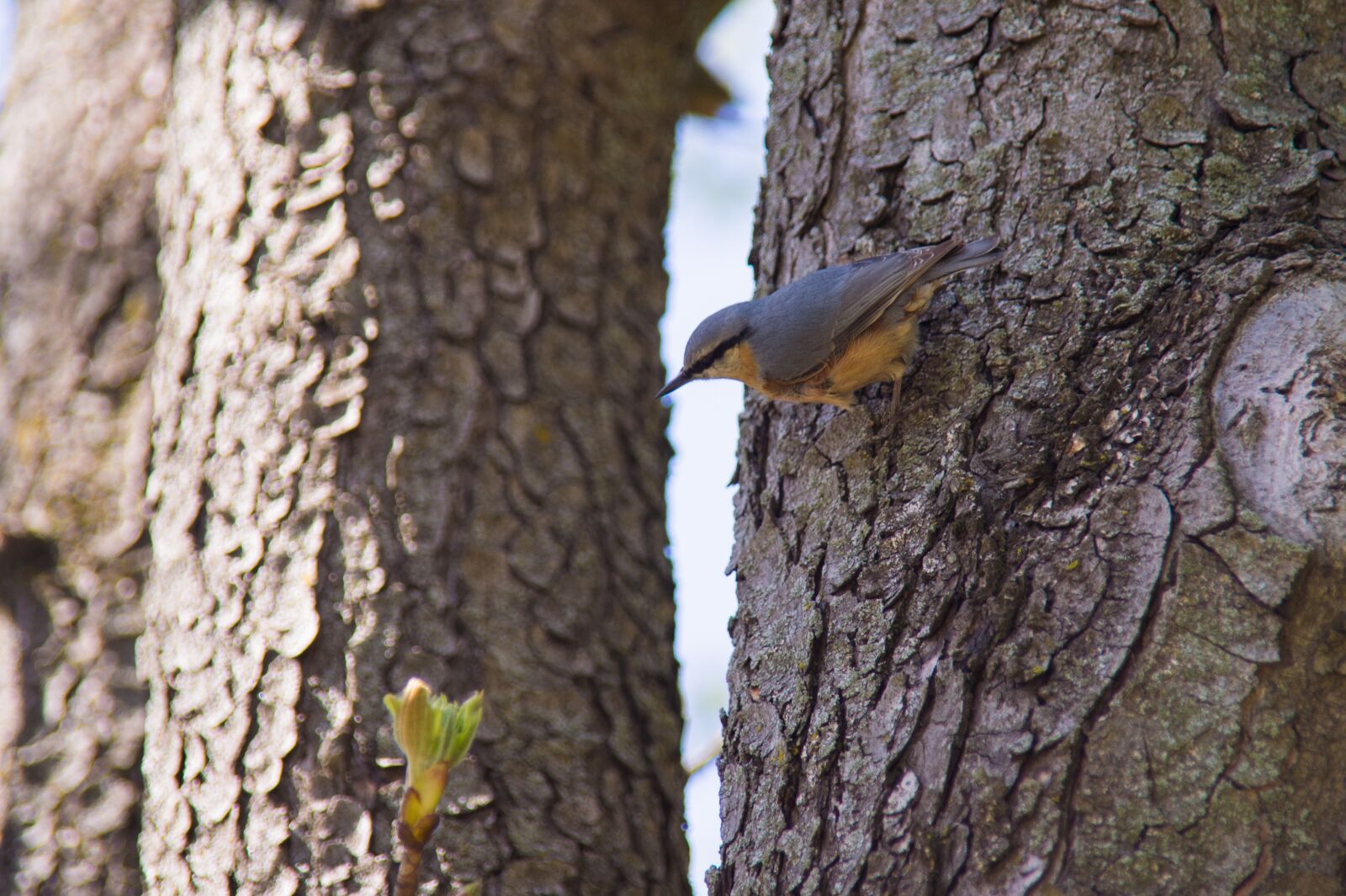 Nikon D4 sample photo. Bird, forest, owl photography