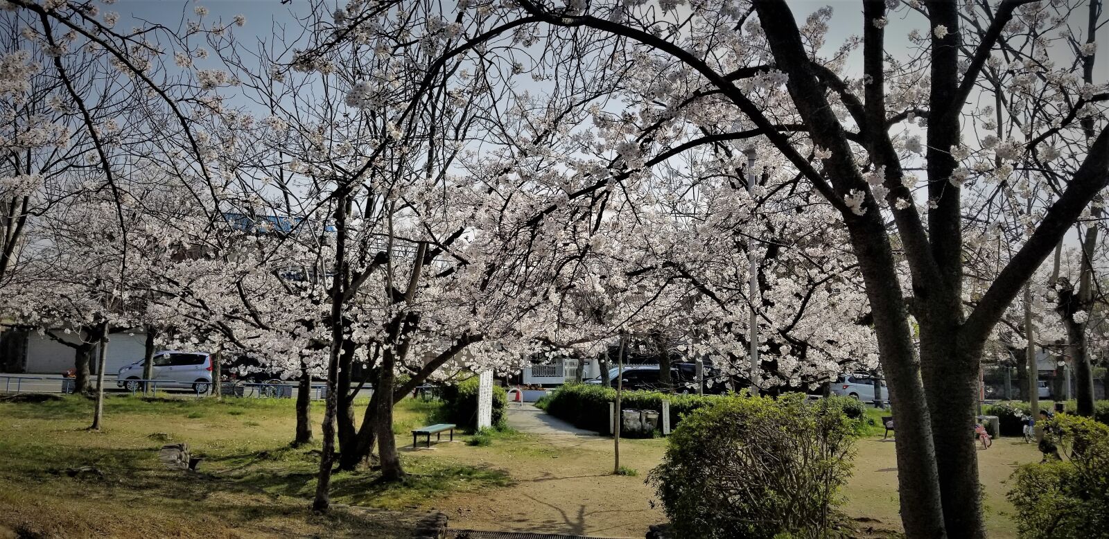 Samsung Galaxy S8 sample photo. Cherry, blossom, sakura photography