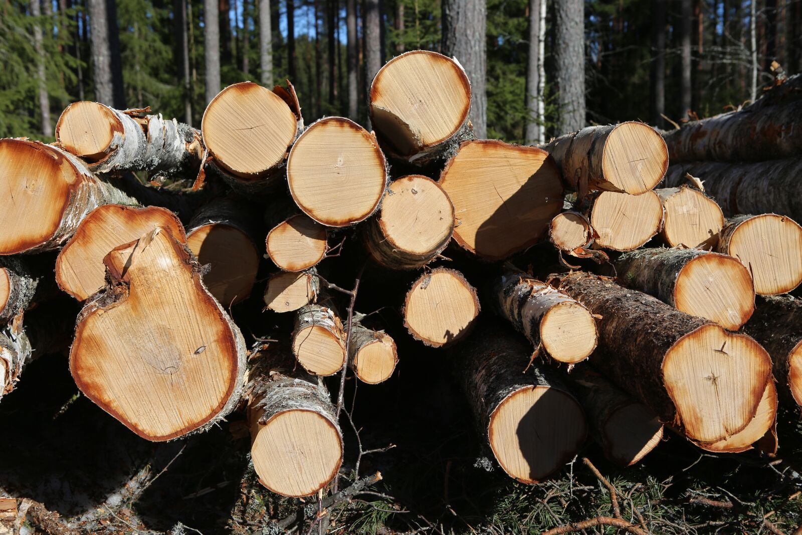 Canon EOS 6D + Canon EF 24-70mm F2.8L USM sample photo. Forest, tree, birch photography