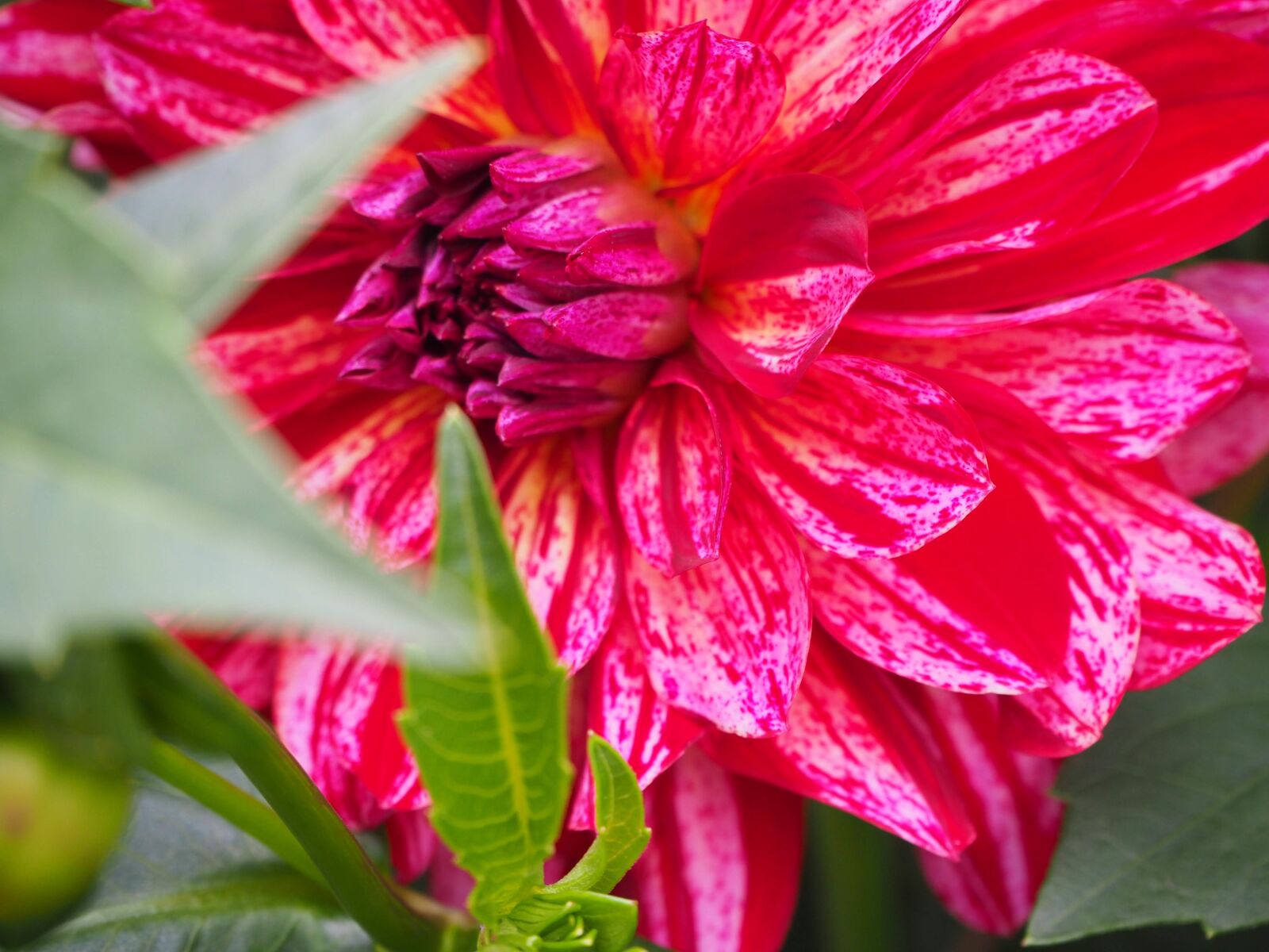 Olympus OM-D E-M10 II sample photo. Flower, flower power, summer photography