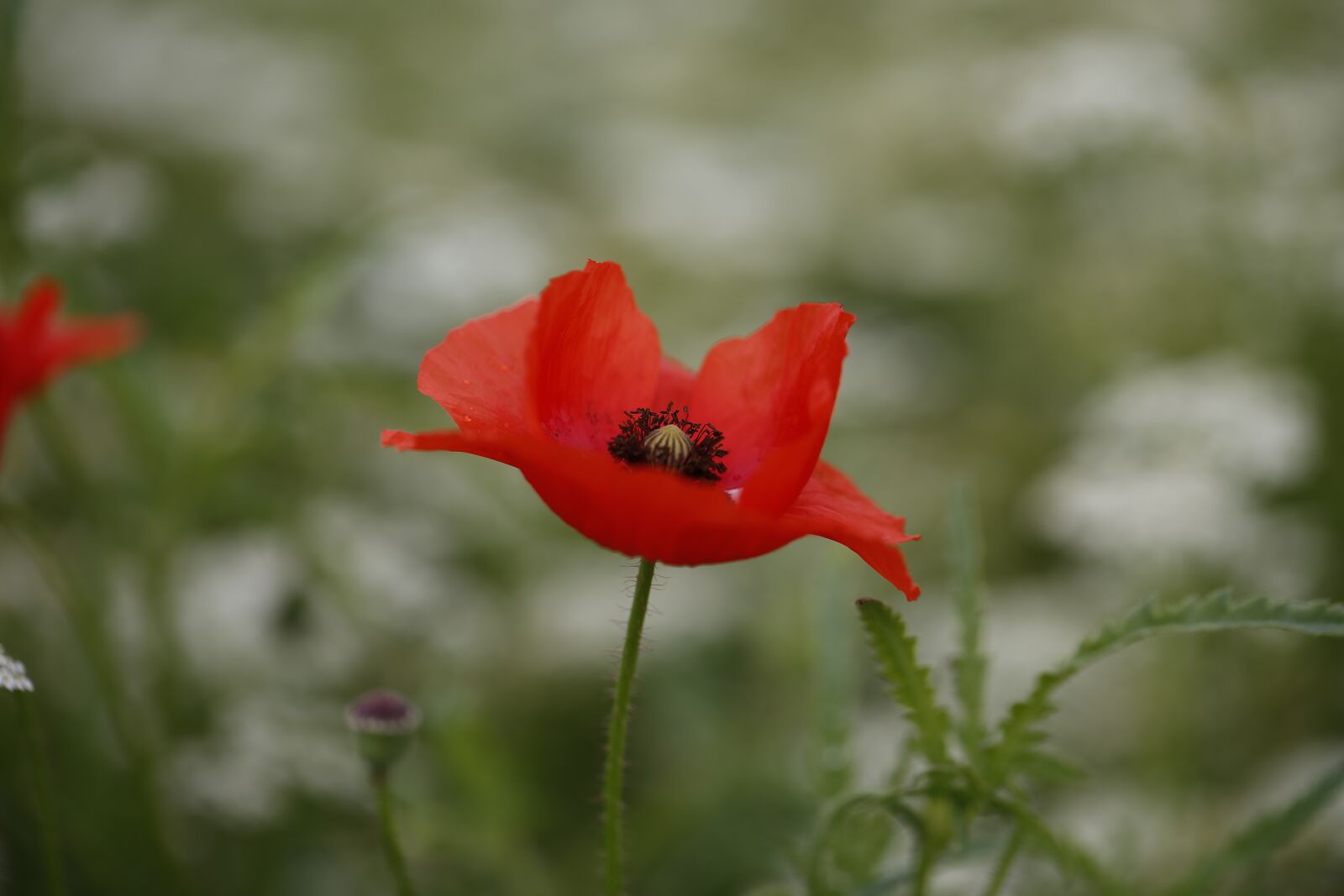 Canon EF 100mm F2.8L Macro IS USM sample photo. Poppy, flower, nature photography
