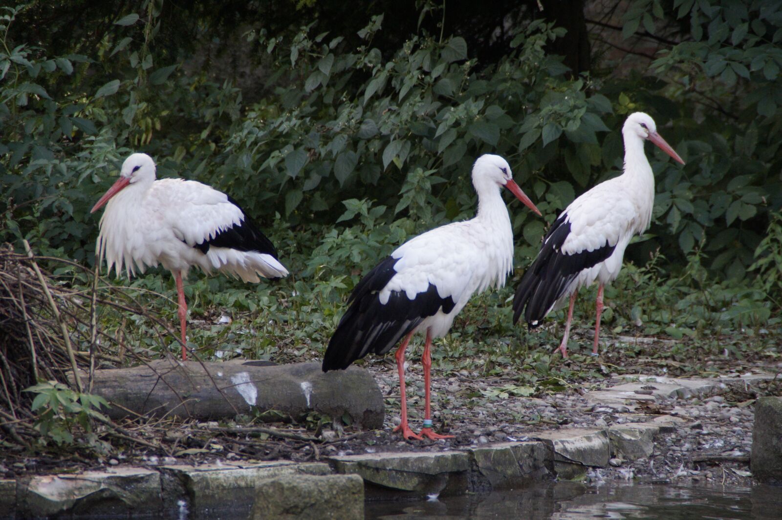 Sony SLT-A58 sample photo. Storks, three, rattle stork photography