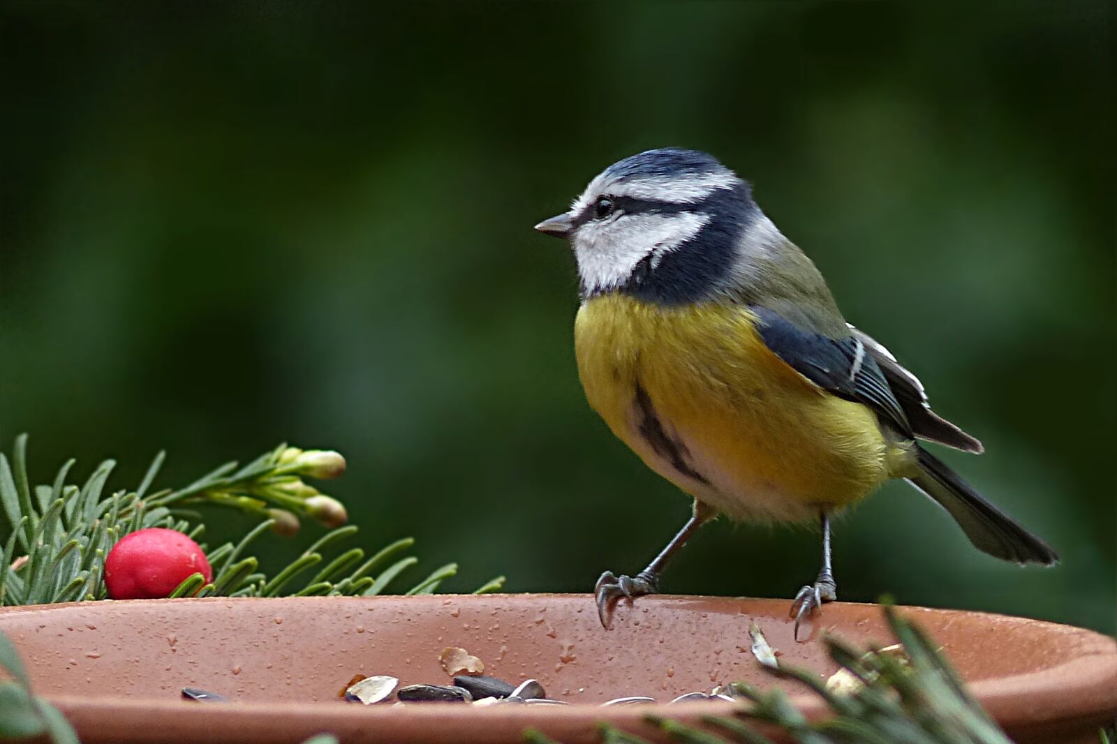 Panasonic Lumix DMC-FZ200 sample photo. Bird, blue tit, cyanistes photography