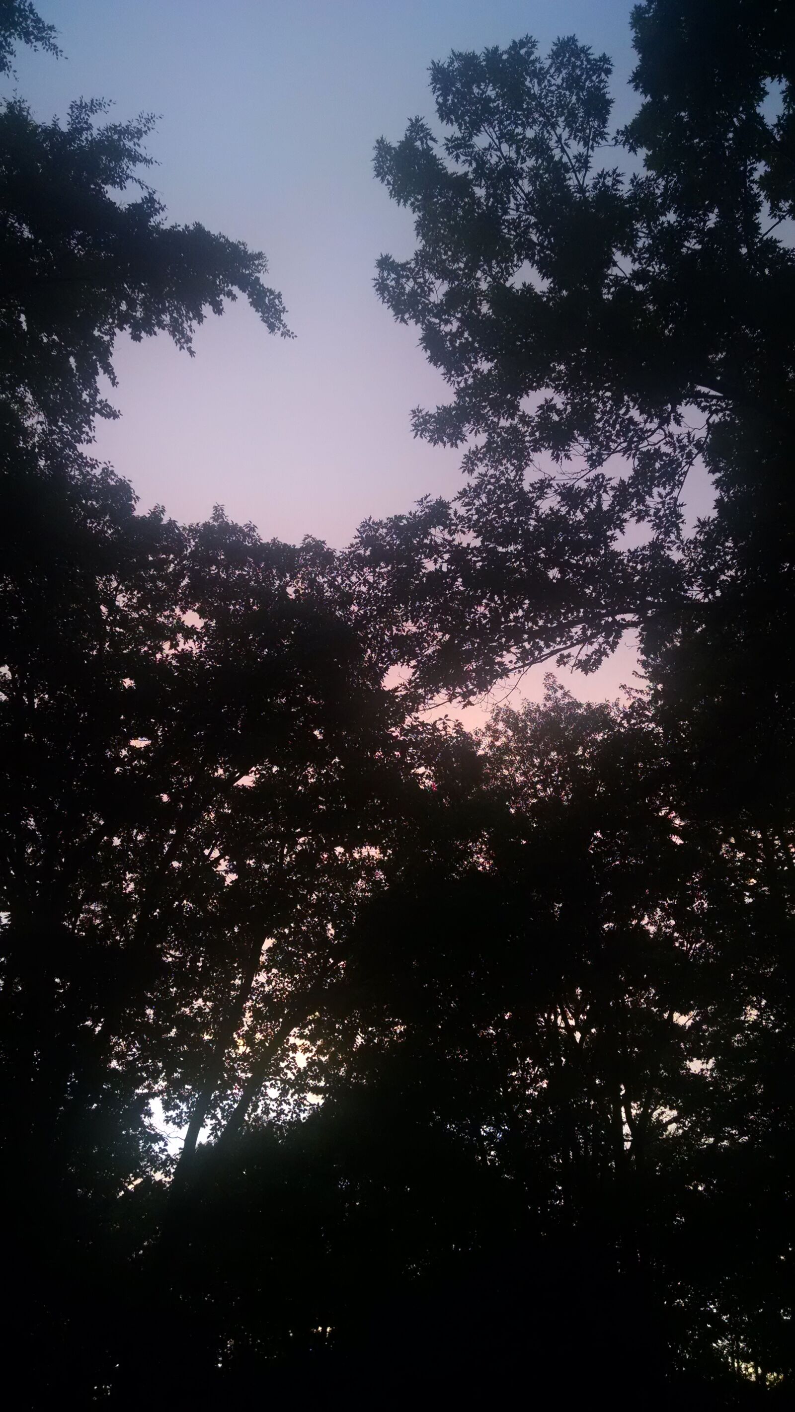 Motorola Moto X (1st Gen) sample photo. Rain, sky, sunset, trees photography
