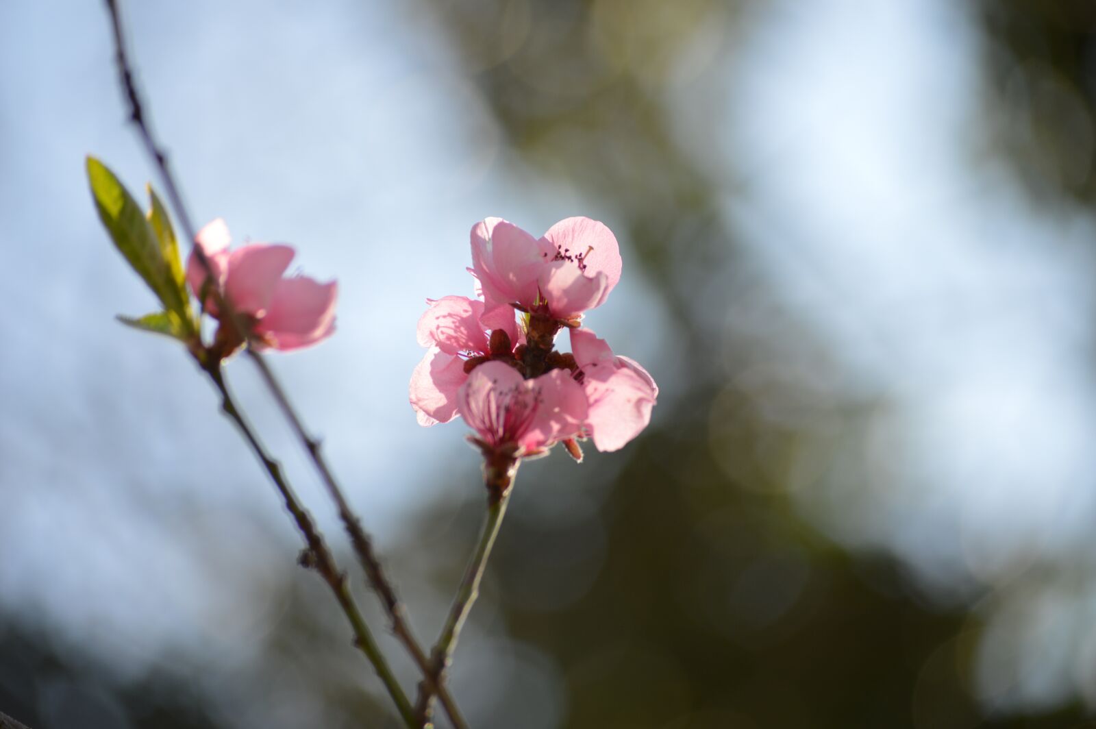 Nikon D3200 sample photo. Blossom, bloom, pink photography