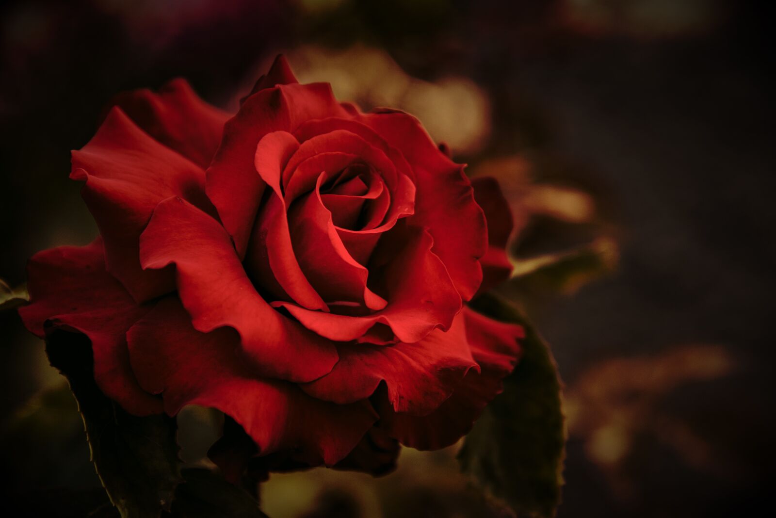 Nikon D750 sample photo. Rose, red, rose bloom photography