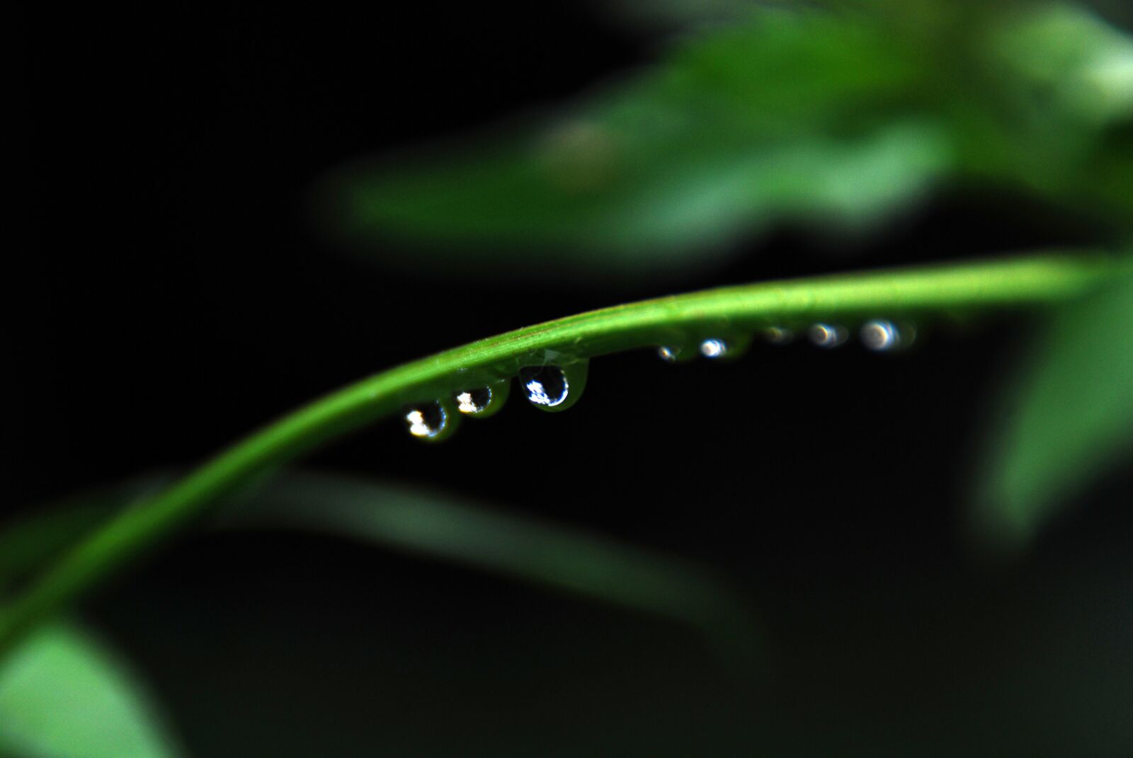 Nikon D40X sample photo. Leaf, green, drop photography