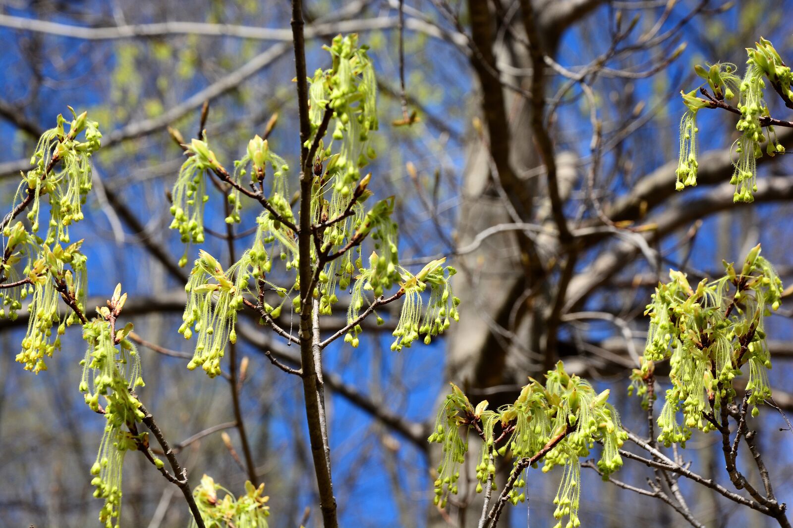 Nikon D7100 sample photo. Sugar maple tree, hanging photography