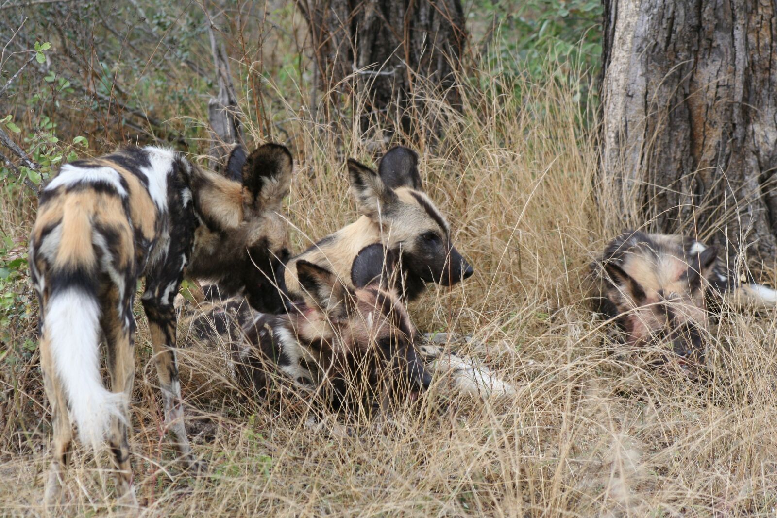 Canon EOS 350D (EOS Digital Rebel XT / EOS Kiss Digital N) sample photo. African wild dog, africa photography
