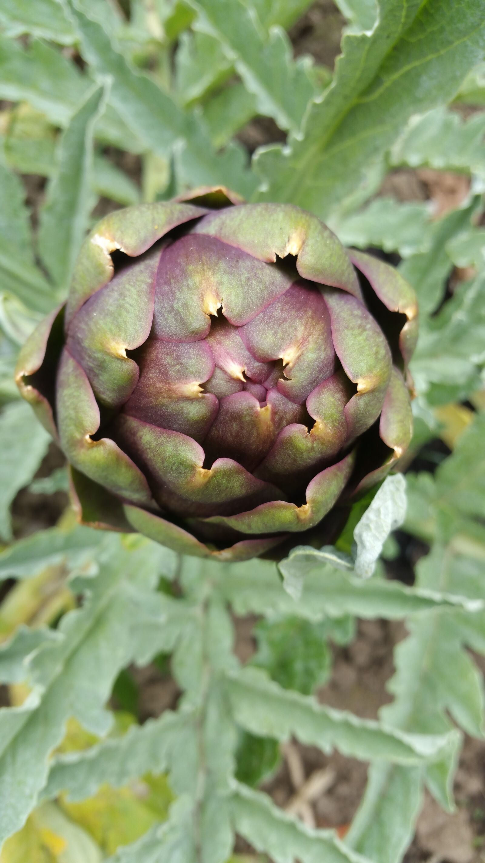Samsung Galaxy Note4 sample photo. Artichoke plant, artichoke, vegetable photography