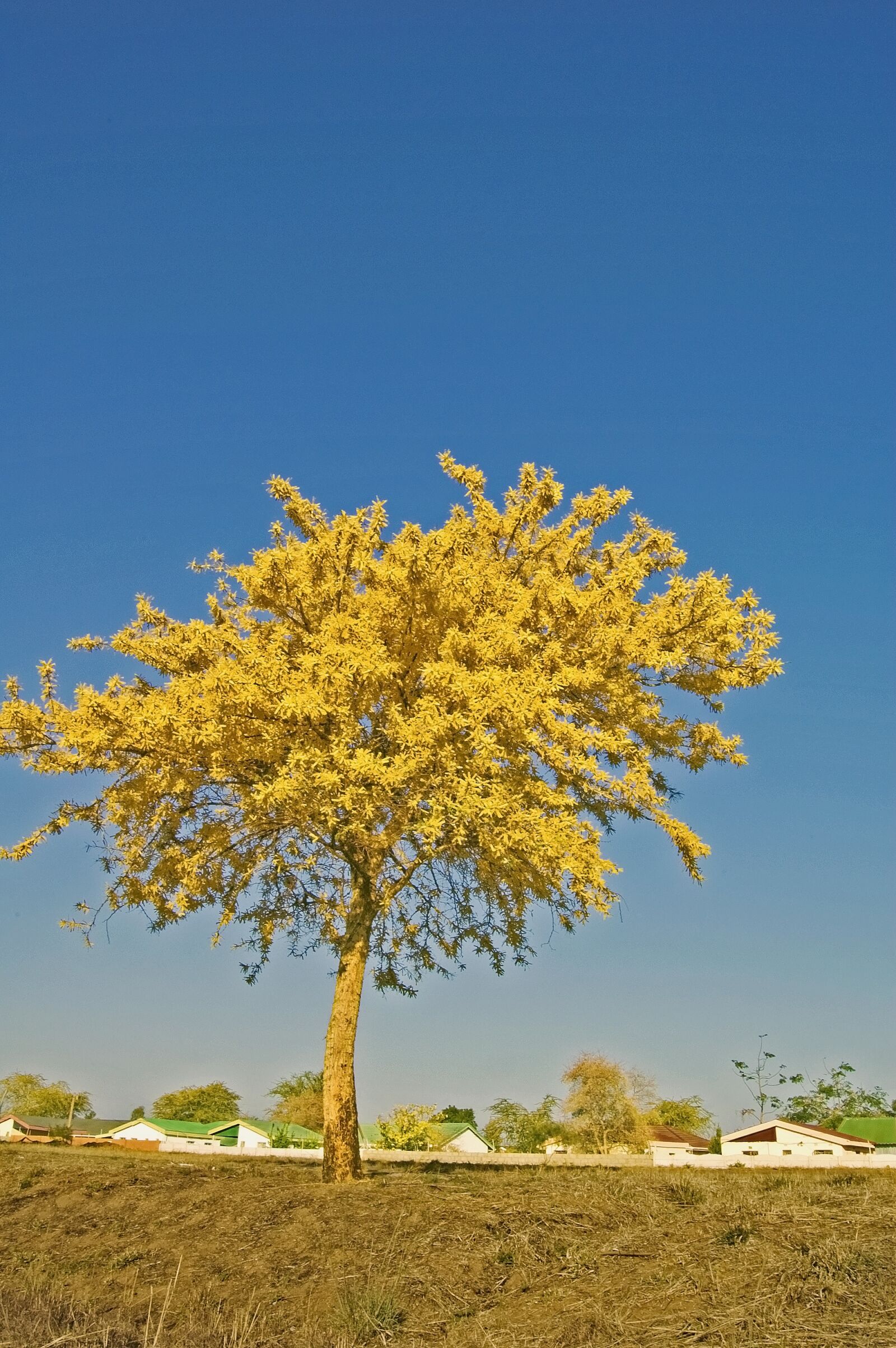 Nikon D40 sample photo. Tree, trees, nature photography