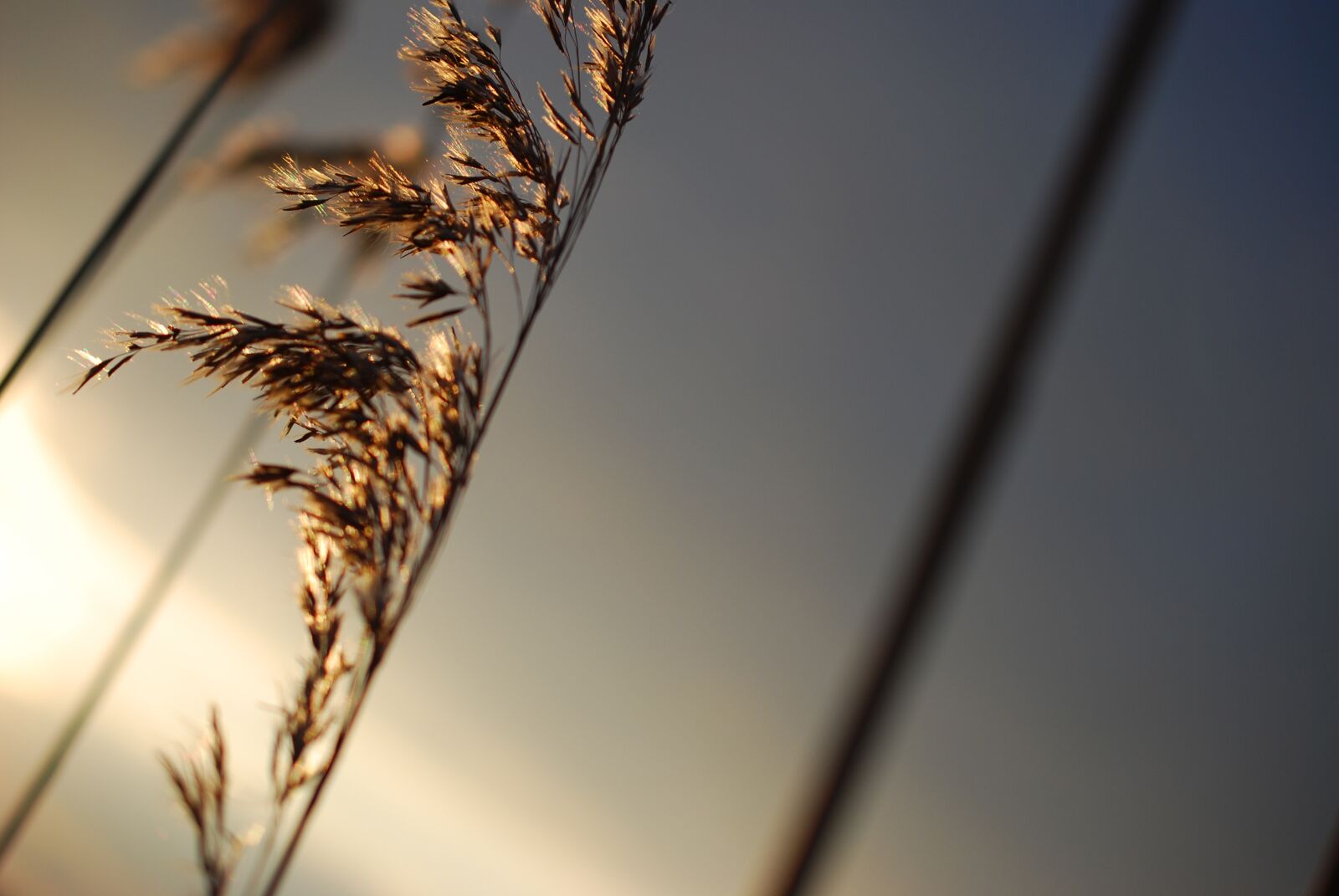 Nikon D80 sample photo. Nature, bokeh, netherlands photography