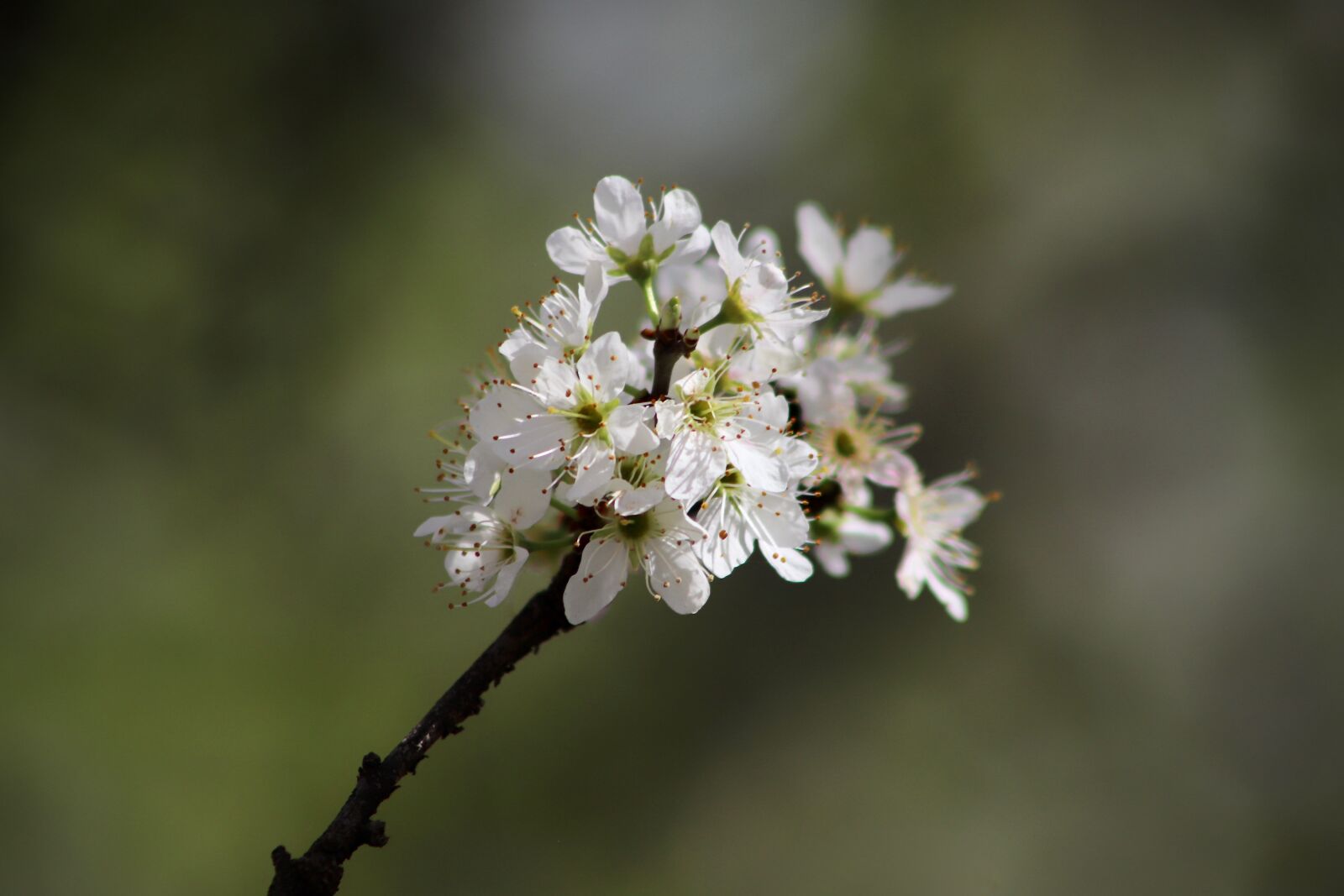 Canon EOS 800D (EOS Rebel T7i / EOS Kiss X9i) sample photo. Flowers, flowering twig, white photography