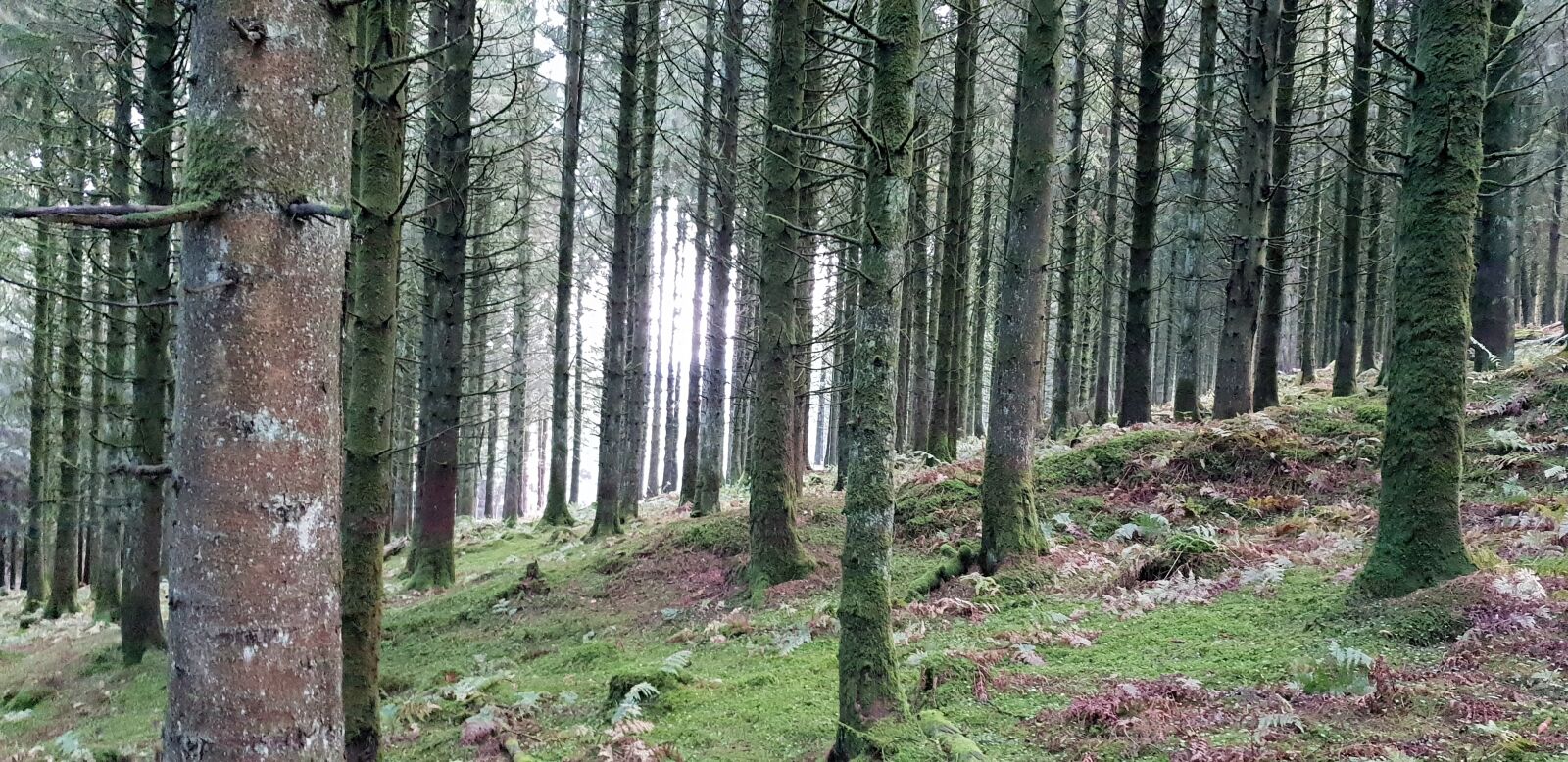Samsung Galaxy S9+ sample photo. Trees, forest, conifer photography