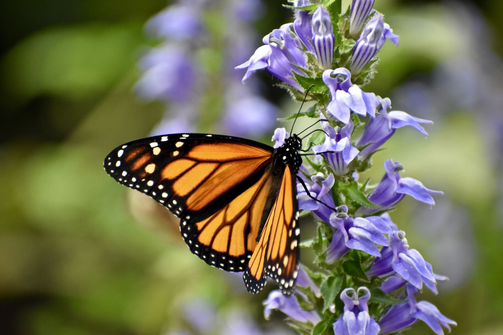 Nikon D3400 sample photo. Monarch butterfly, orange, insect photography