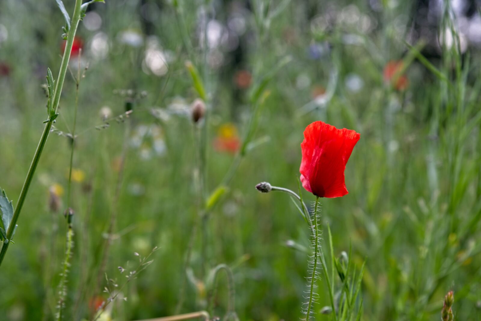 Canon EOS 6D Mark II sample photo. Poppy, park, flowers photography
