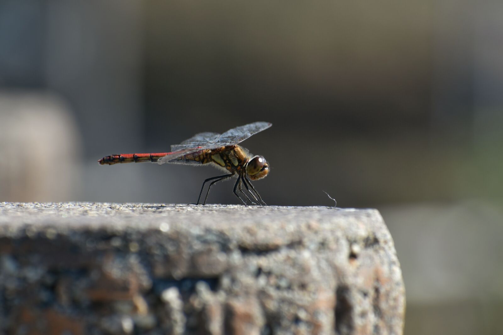 Nikon D7200 sample photo. Natural, landscape, insect photography