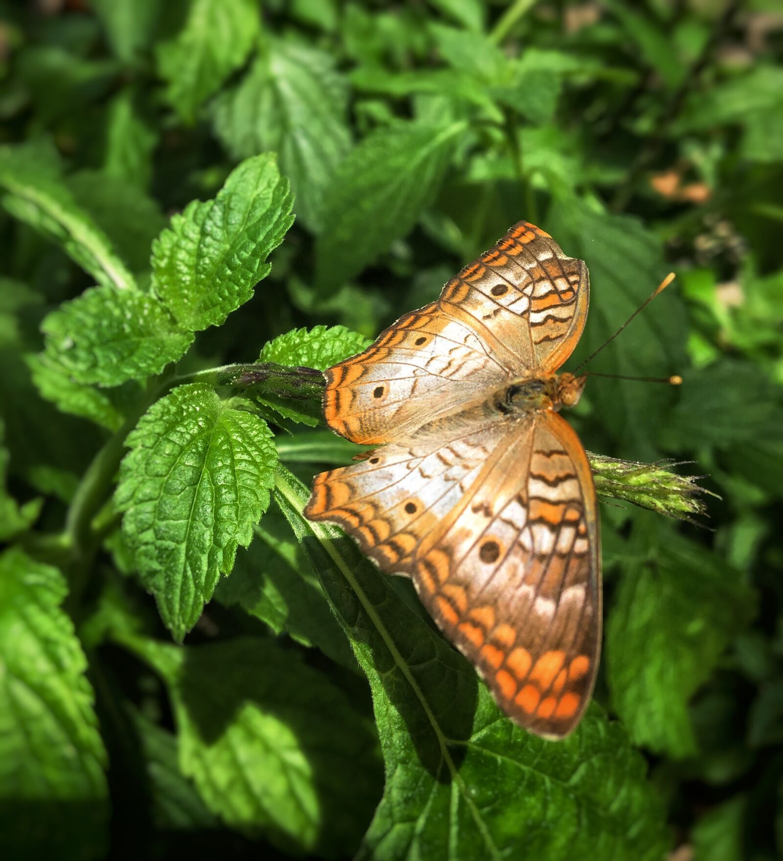 Apple iPhone 6s sample photo. Butterfly, nature, animal photography