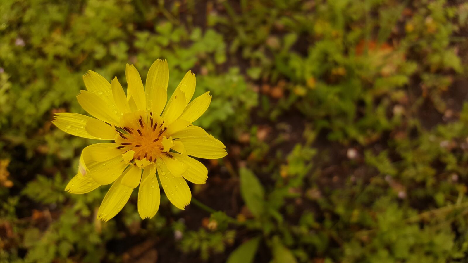 Samsung Galaxy S6 sample photo. Yellow flower, flower, yellow photography