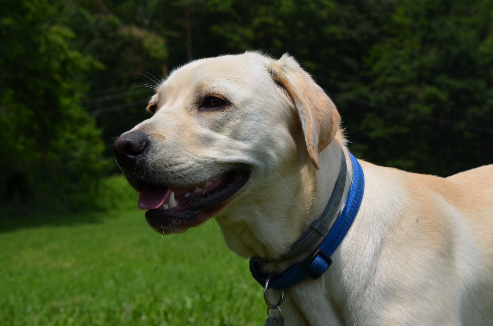 Nikon D5100 sample photo. Labrador, retriever, dog photography