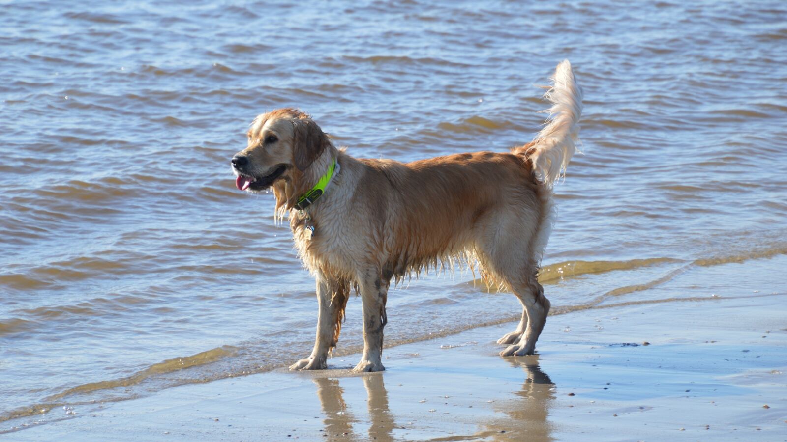 Nikon D3200 sample photo. Golden retriever, beach, sea photography