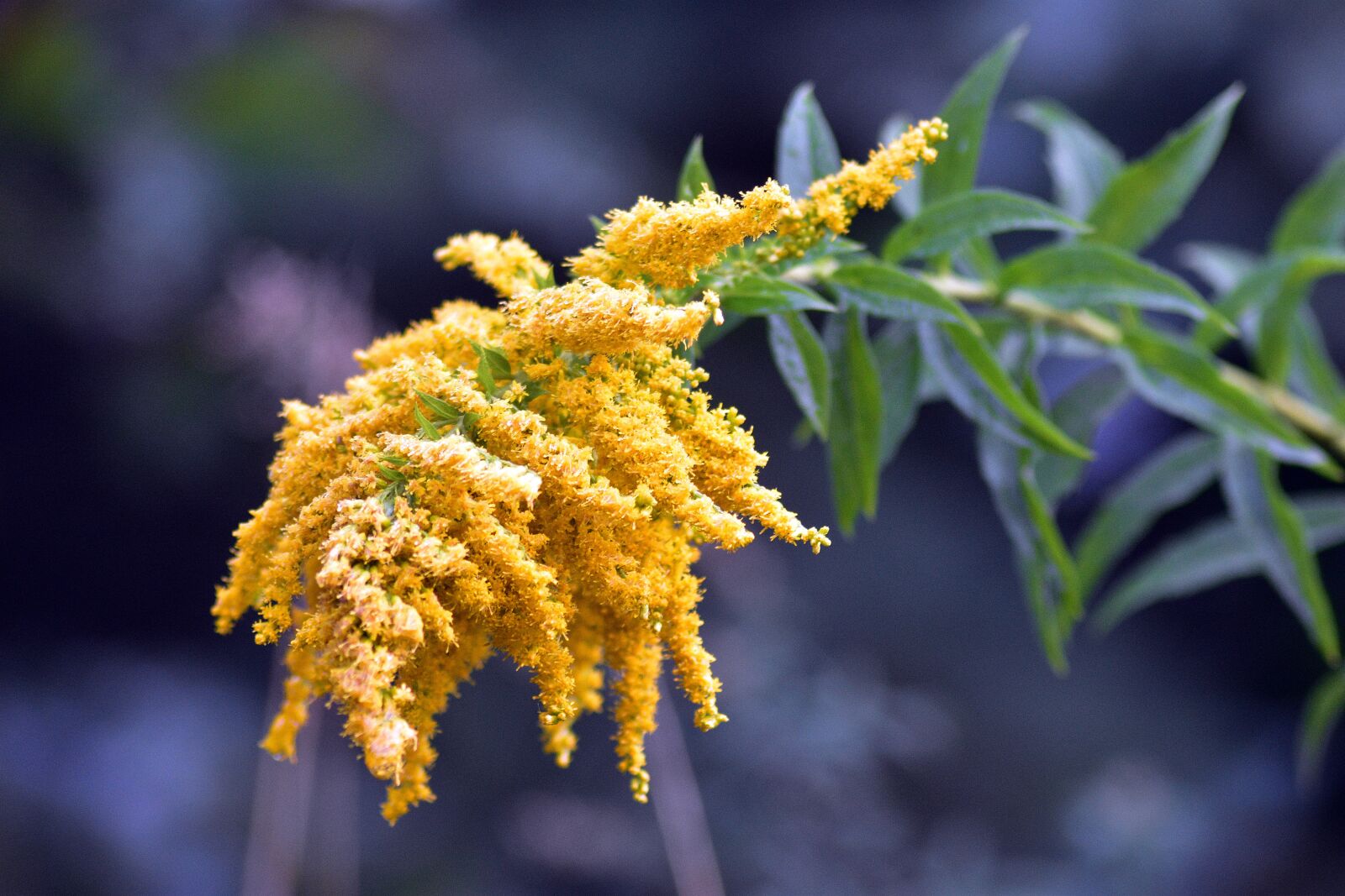 Nikon D3400 sample photo. Flower, flowers, spring photography