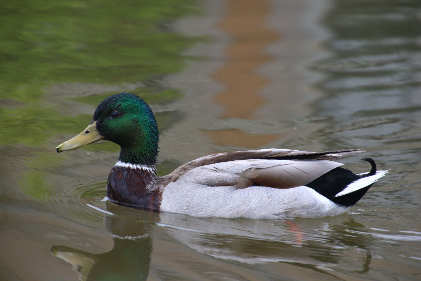 Canon EOS 7D Mark II sample photo. Animal, bird, duck, feathers photography