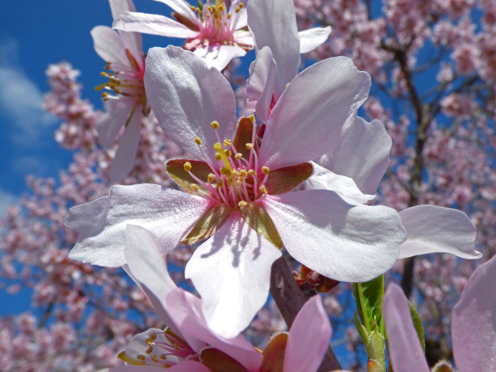 Panasonic Lumix DMC-FZ70 sample photo. Almond flower, foreground, almond photography