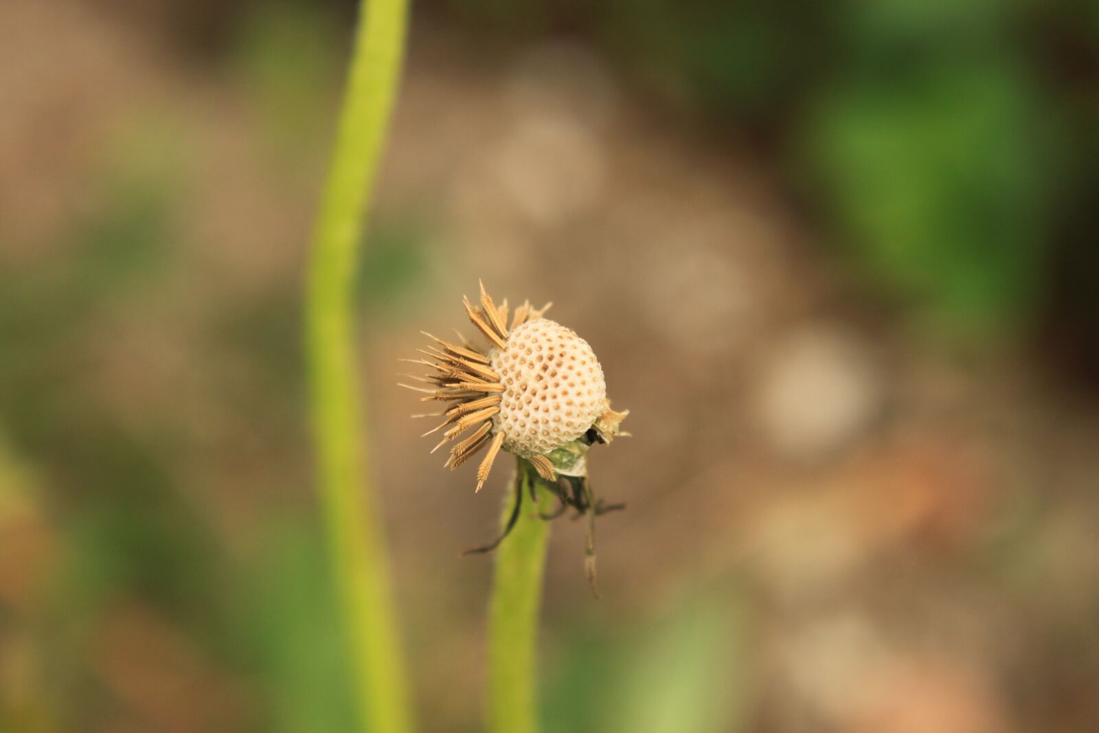 Canon EOS 500D (EOS Rebel T1i / EOS Kiss X3) sample photo. Dandelion, empty, globe photography