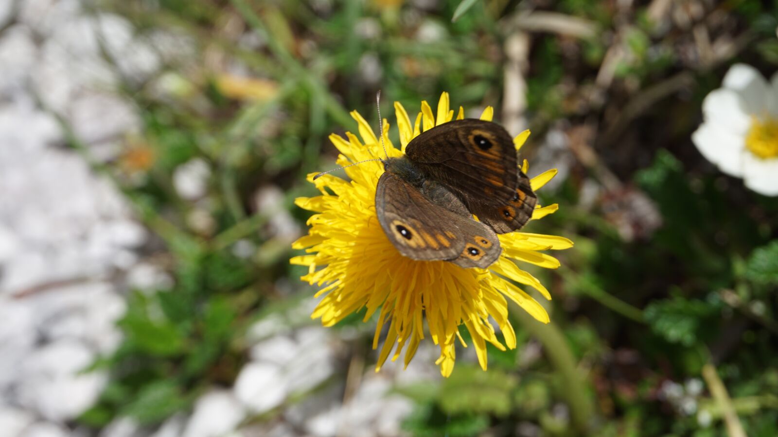 Sony a6000 sample photo. Butterfly, flower, dandelion photography