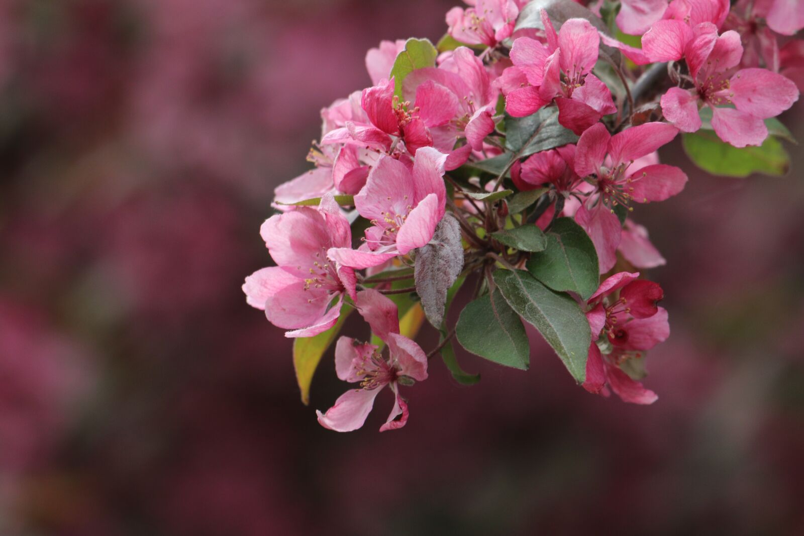 Canon EOS 70D + Canon EF 70-300 F4-5.6 IS II USM sample photo. Malus, flower, branch photography