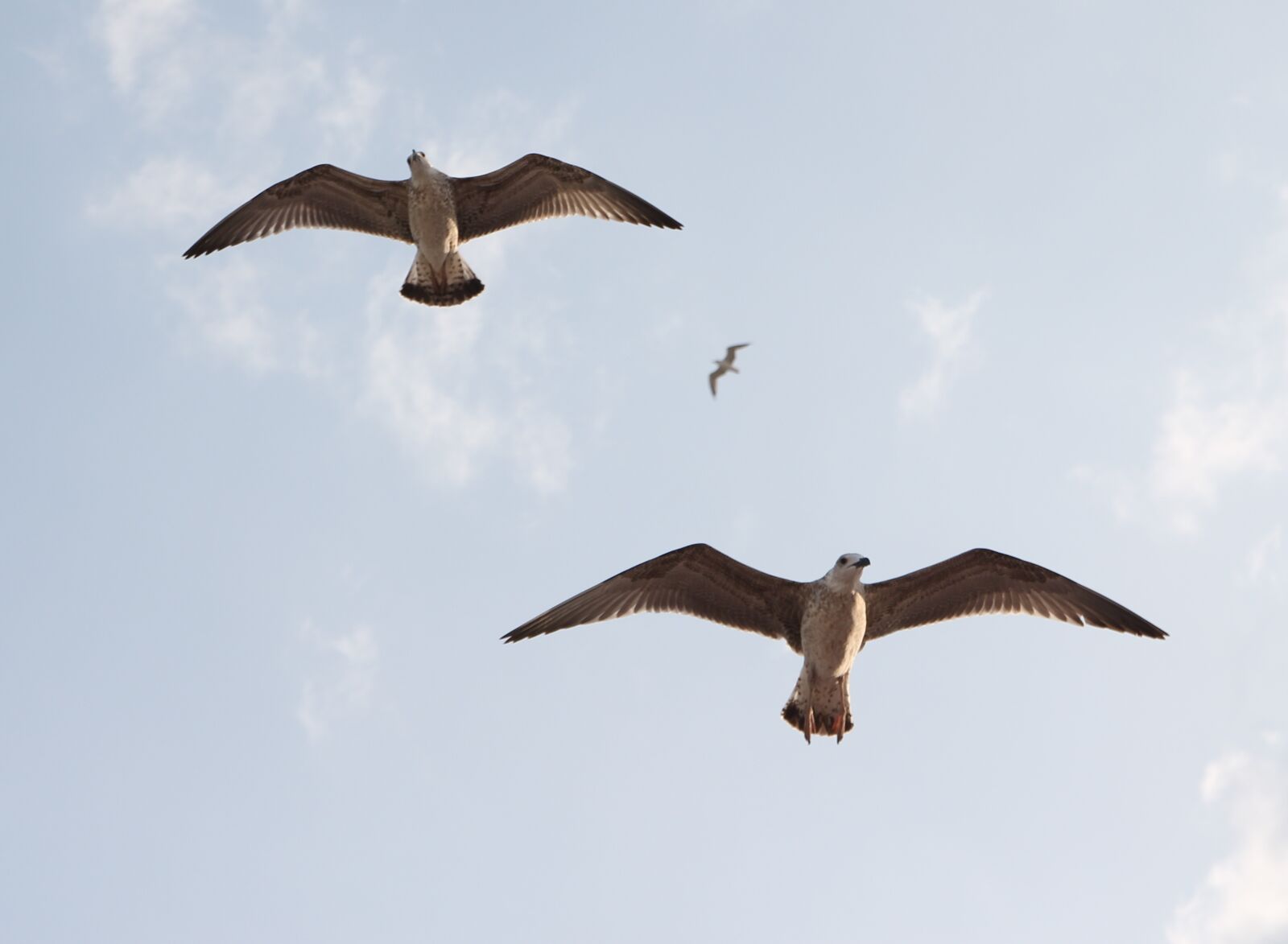 Canon EOS 700D (EOS Rebel T5i / EOS Kiss X7i) sample photo. Seagulls, flight, birds photography