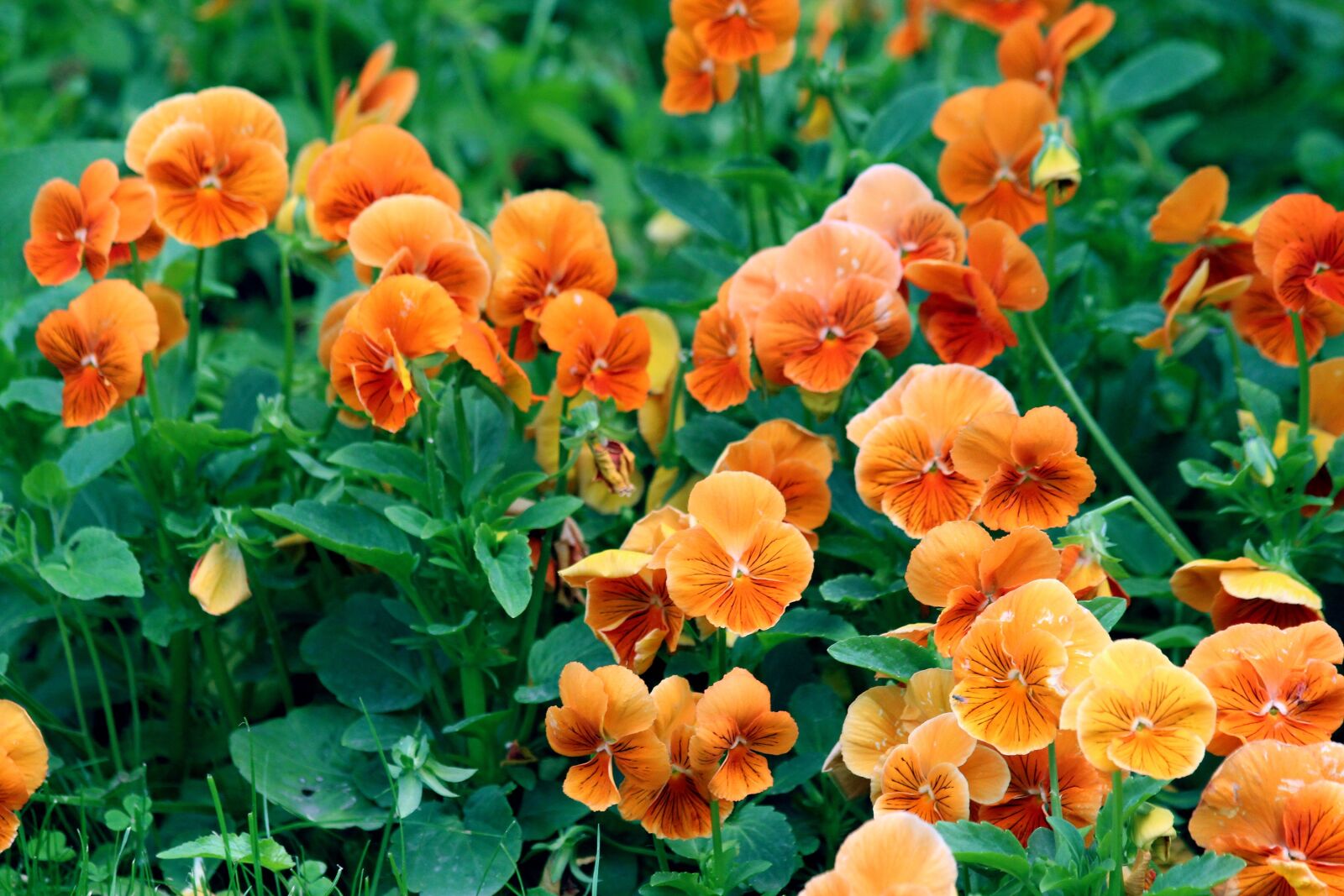 Canon EOS 650D (EOS Rebel T4i / EOS Kiss X6i) sample photo. Pansies, orange violet, flowers photography