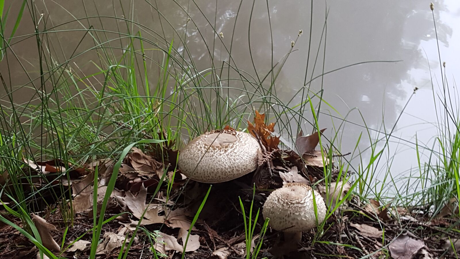 Samsung Galaxy S6 sample photo. Mushroom, fungus, plant photography
