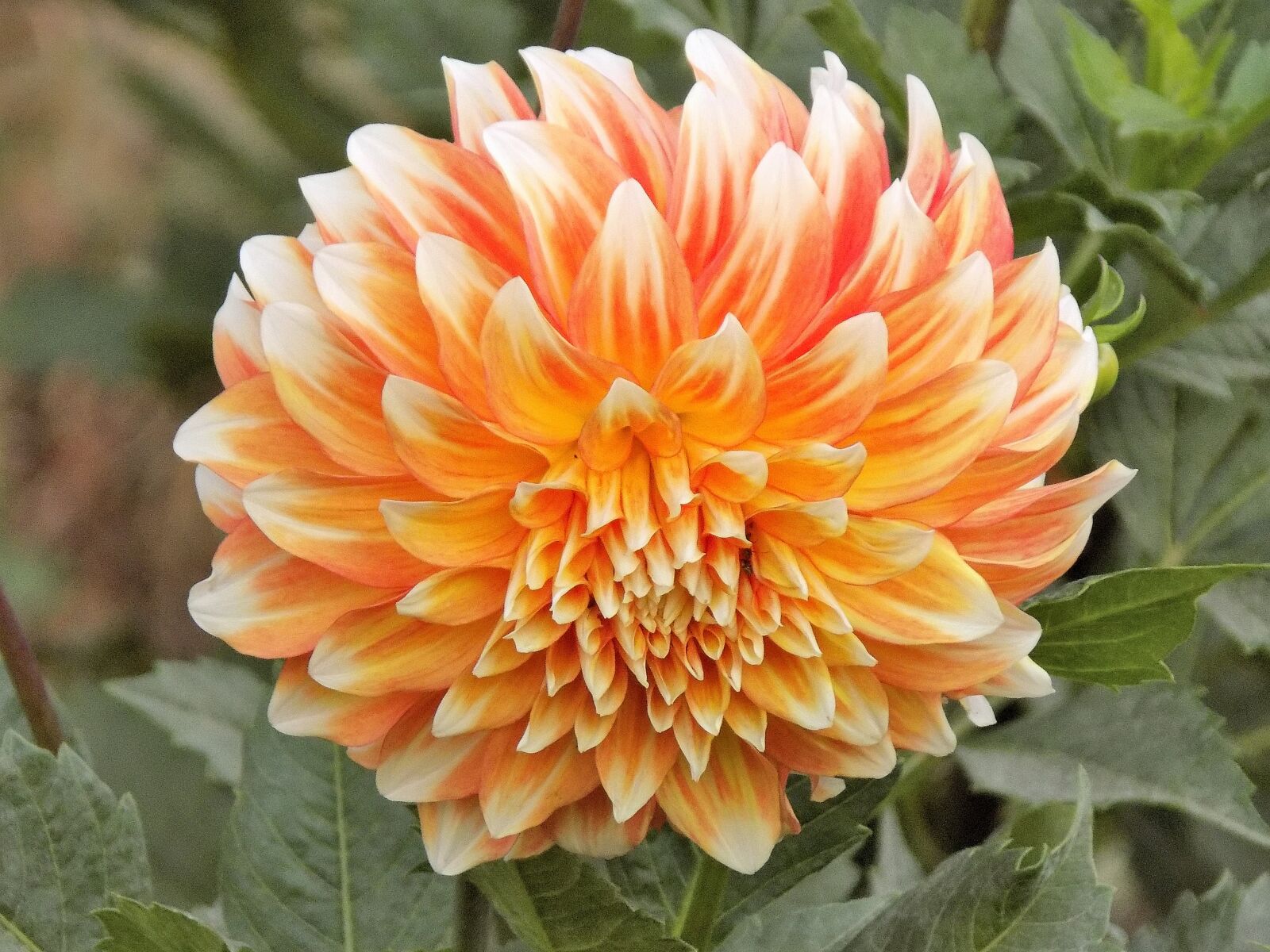 Nikon COOLPIX L330 sample photo. Dahlia, nature, plant photography