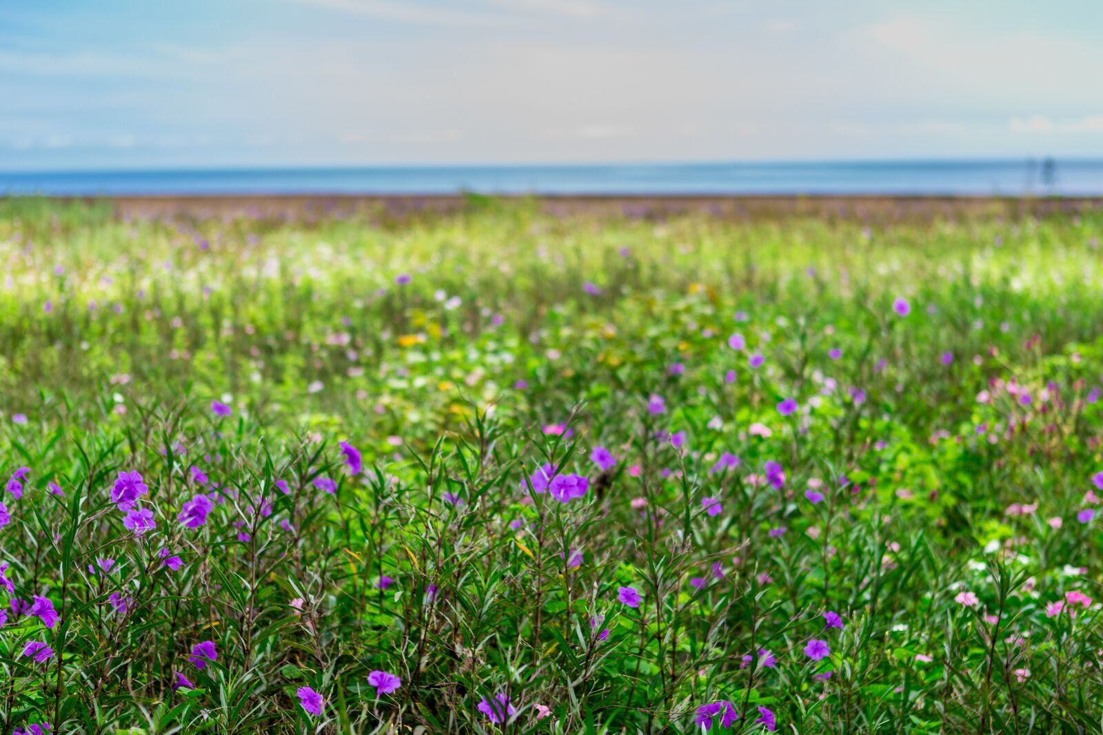 Canon EOS 6D + Canon EF 24-70mm F2.8L USM sample photo. Sea, flowers, nature photography