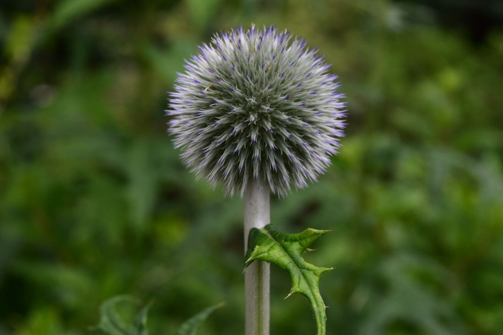 Nikon D3300 sample photo. Thistle, flower, nature photography
