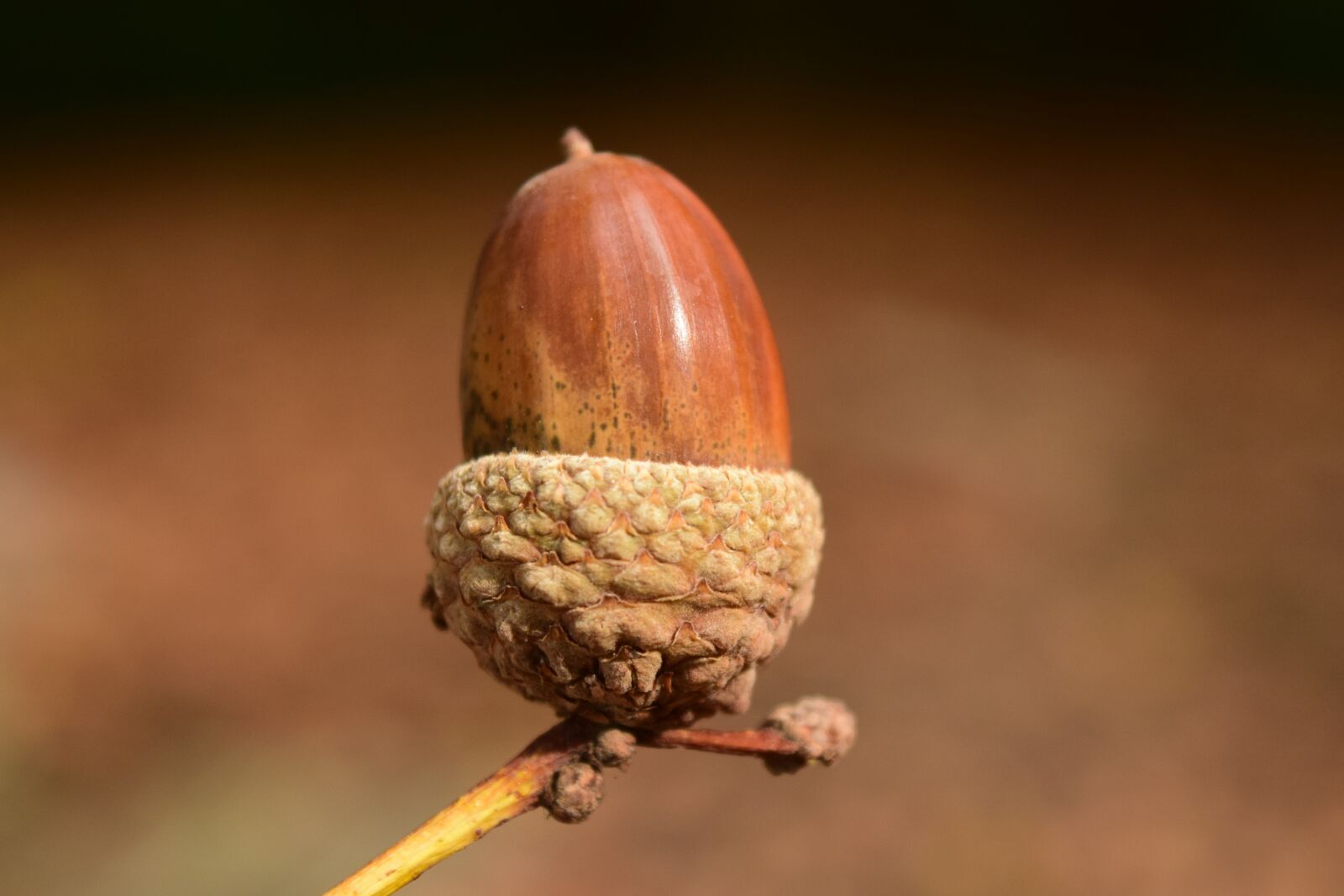 Nikon D3300 sample photo. Acorn, close up, background photography