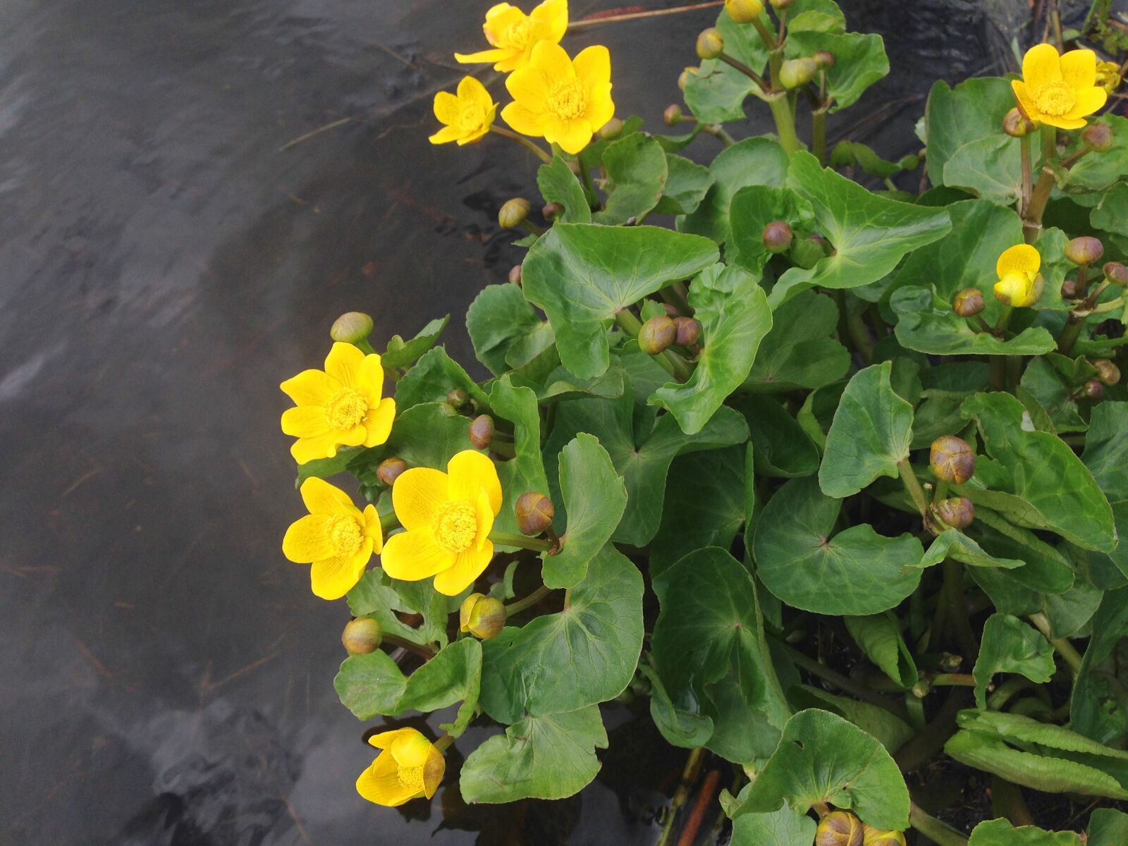 iPhone 5 back camera 4.12mm f/2.4 sample photo. Plant, yellow, flowers photography