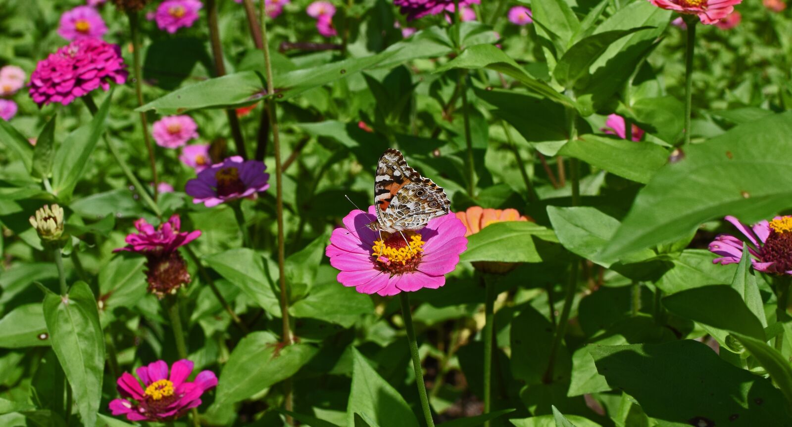 Nikon D3300 sample photo. Great spangled fritillary butterfly photography