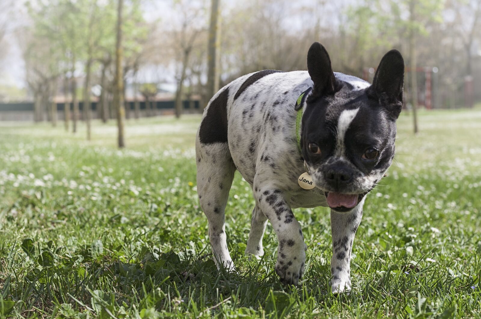 Nikon D300 sample photo. Dog, animal, animals photography