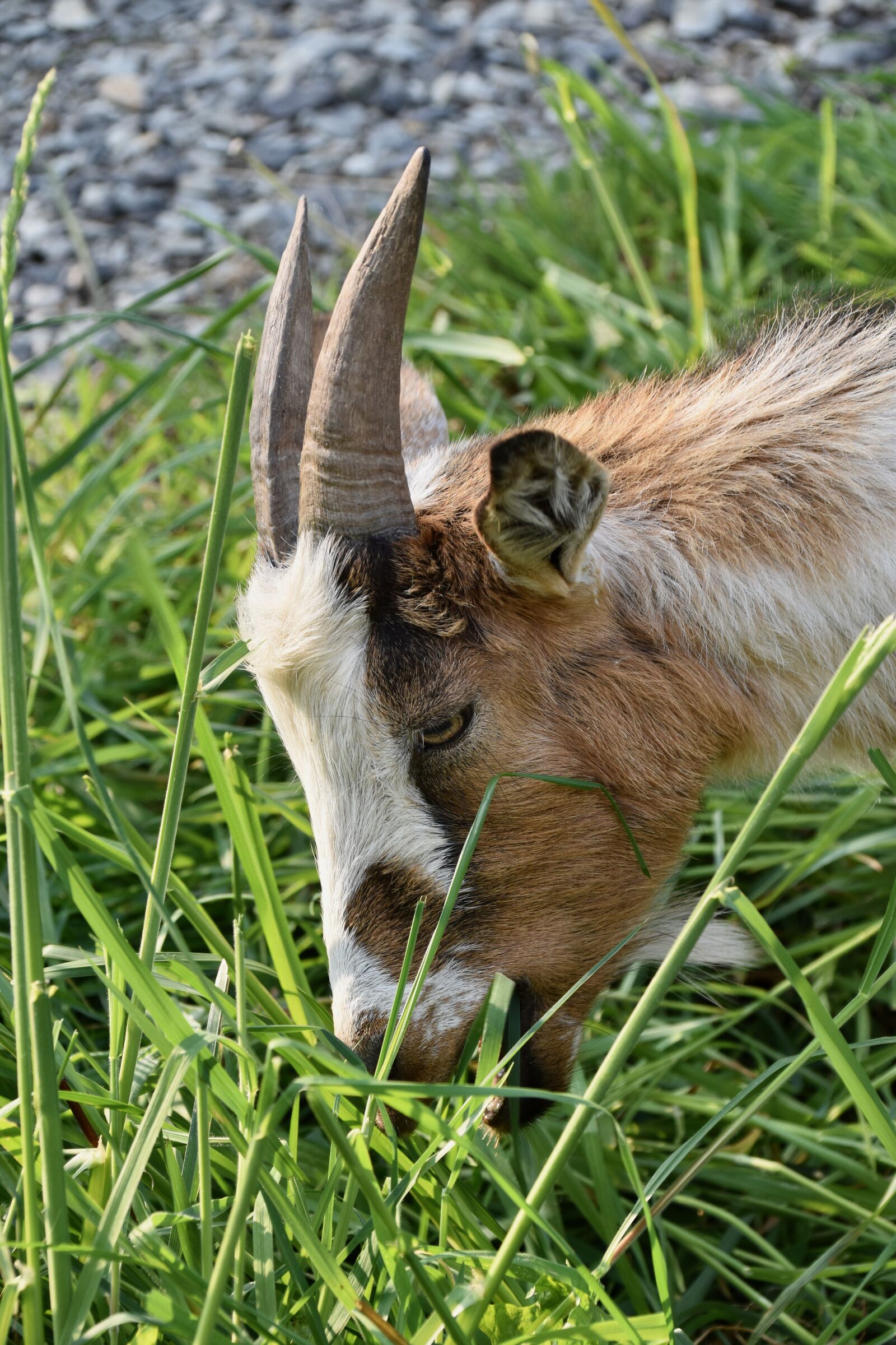 Nikon D5600 sample photo. Goat, goat p pito photography