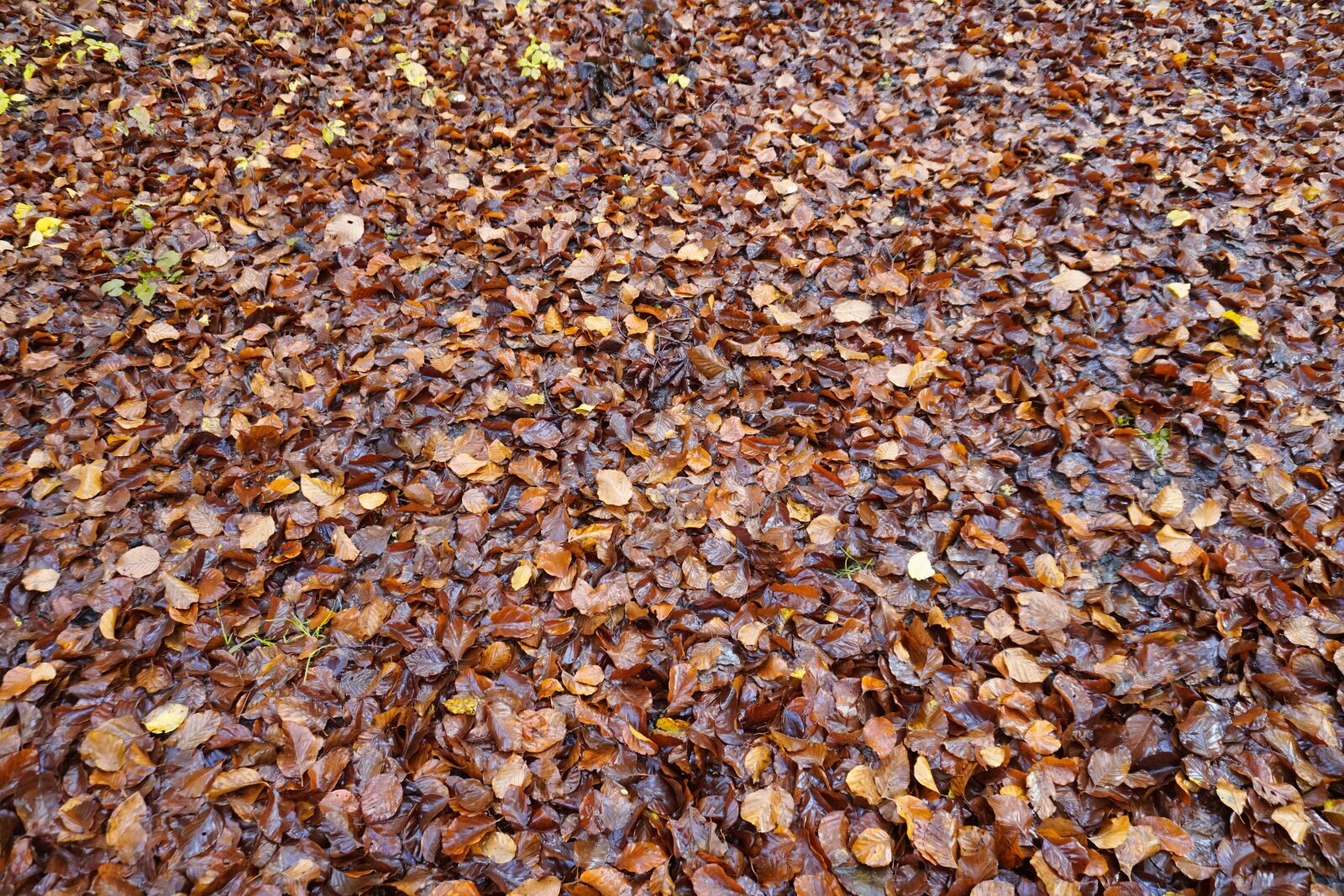 Sony a6500 sample photo. Autumn, background, leaves photography